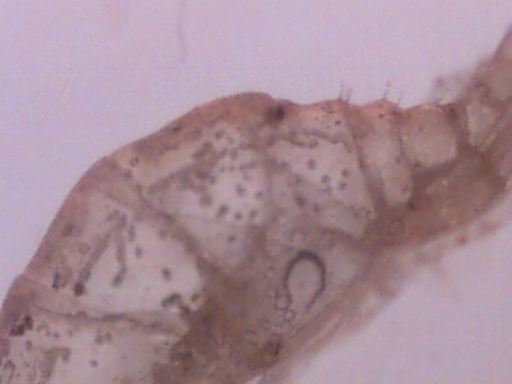 microinvertebrato? Copepode - con uova?